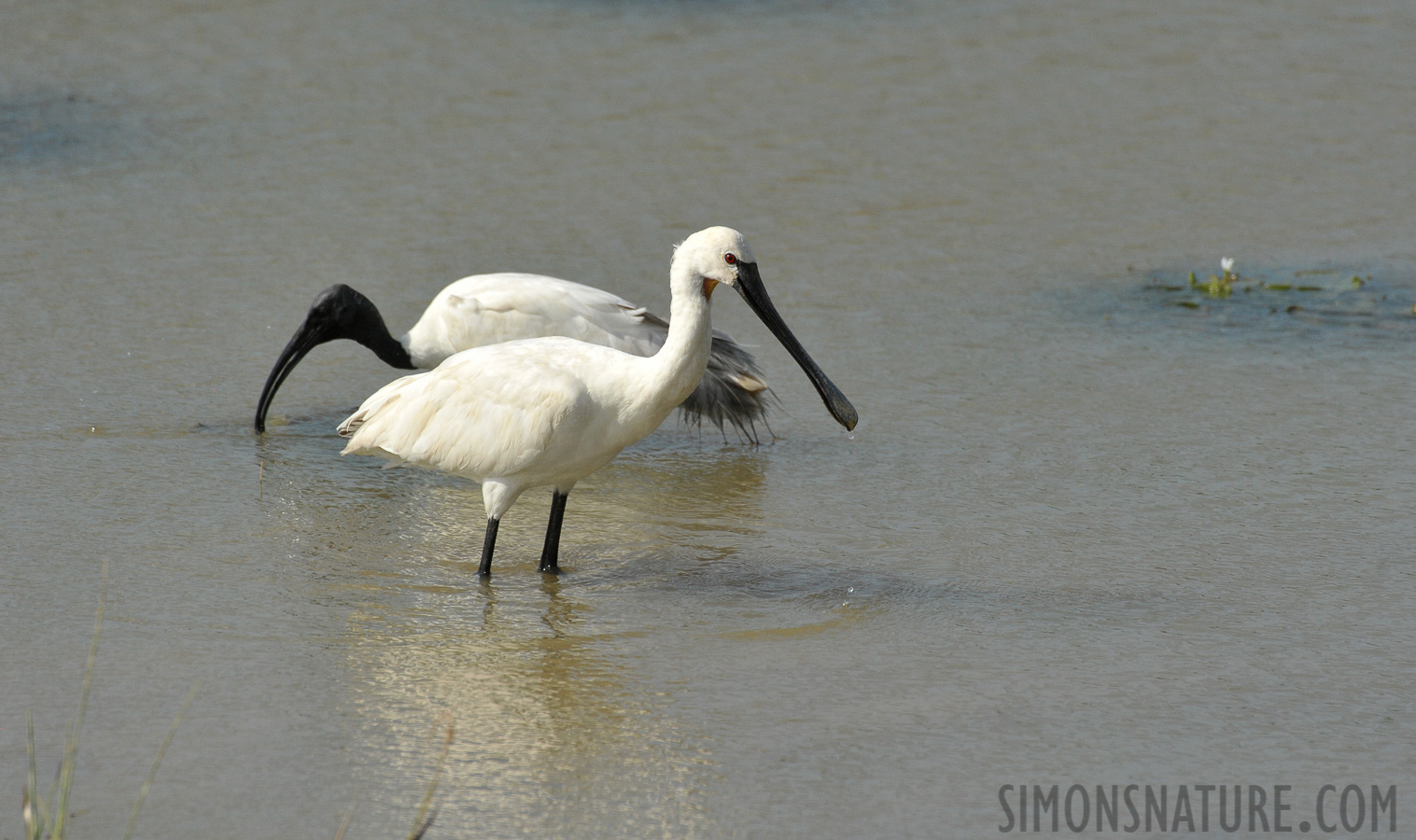 Platalea leucorodia leucorodia [550 mm, 1/4000 sec at f / 8.0, ISO 1600]